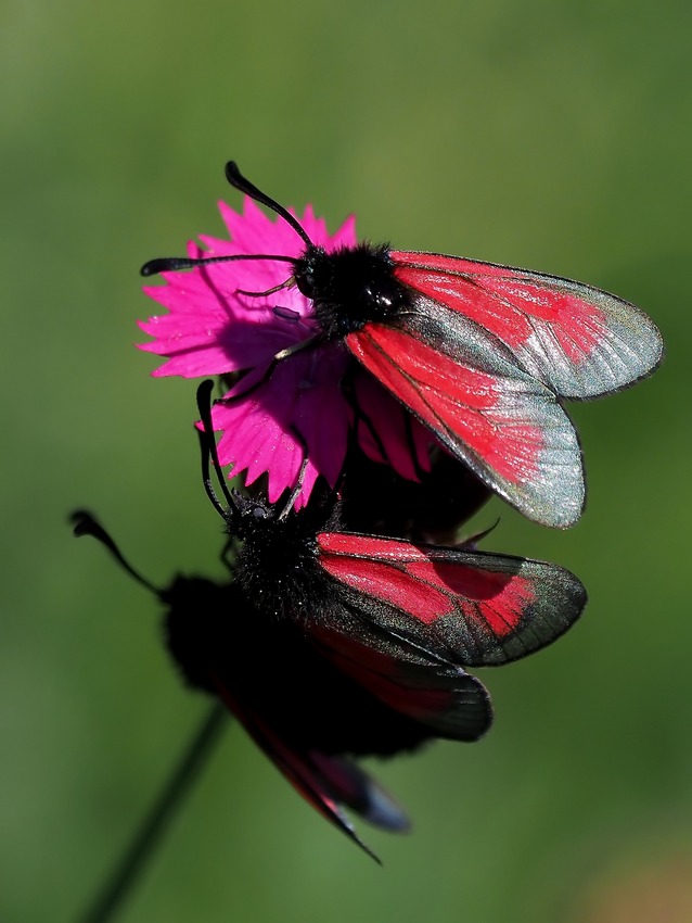 Carrellata di Zygene